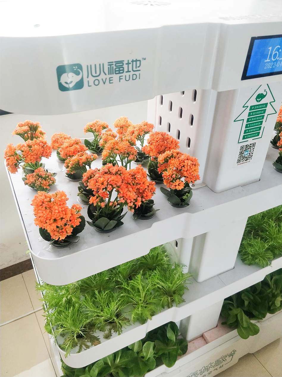 長(zhǎng)壽花.jpg